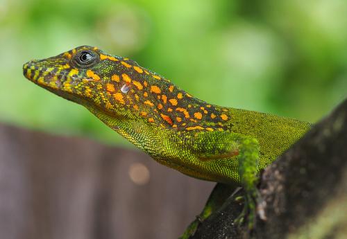 Anolis marmoratus