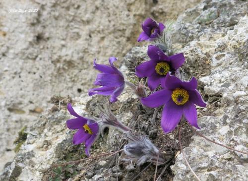 poniklec prostredný