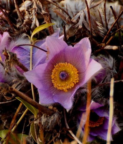 poniklec veľkokvetý