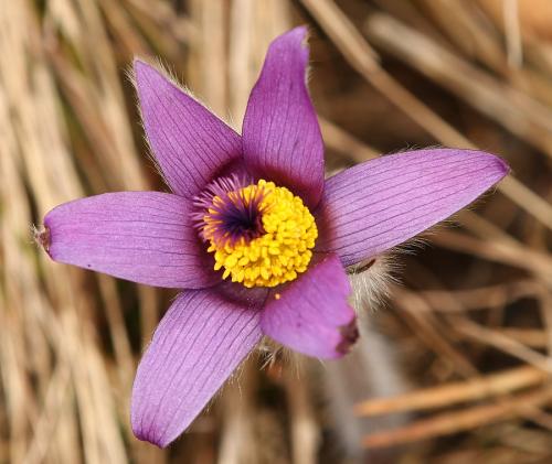 poniklec veľkokvetý