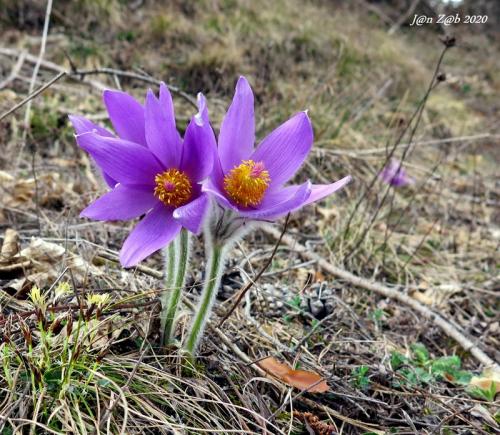 poniklec prostredný