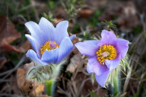 poniklec veľkokvetý