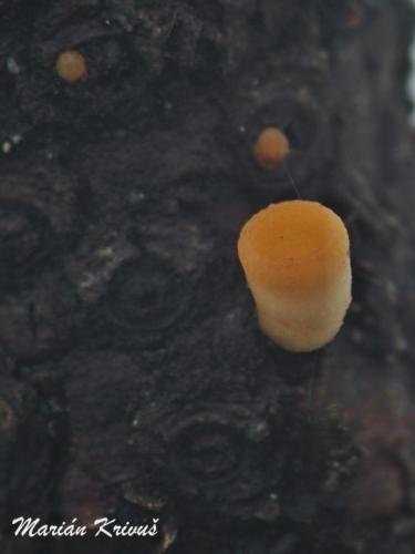 džbánočka obyčajná