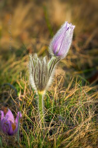 poniklec veľkokvetý