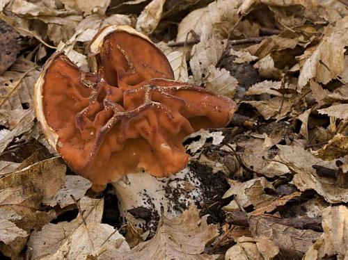 ušiak zväzkovitý / ucháč svazčitý