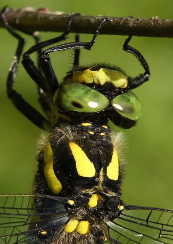 pásikavec / páskovec dvojzubý / Two-toothed Golden-ring