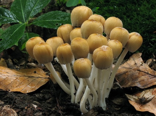 hnojník ligotavý / hnojník třpytivý