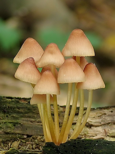 prilbička žltohlúbiková / helmovka žlutonohá