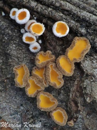 vlnuška kosodrevinová