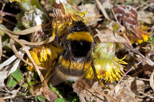 Bombus sp.
