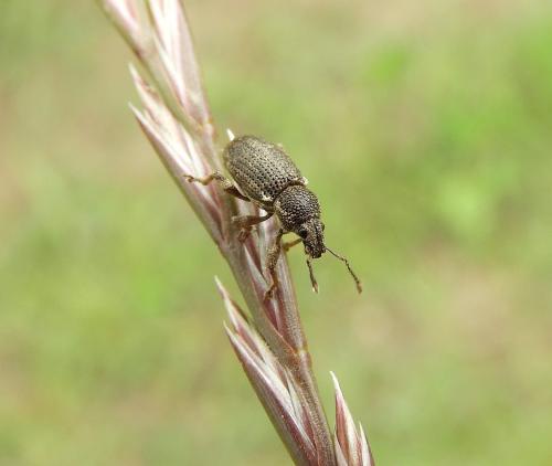 Mesagroicus sp.