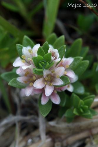 sivuľka prímorská