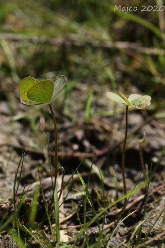 marsilea štvorlistá