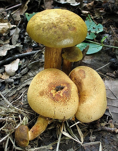 suchohríb cudzopasný / hřib příživný