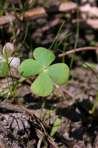 marsilea štvorlistá