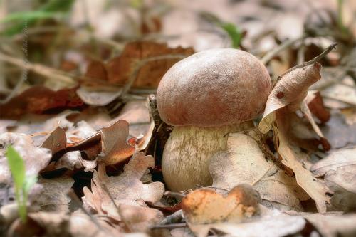 hríb dubový /hřib dubový