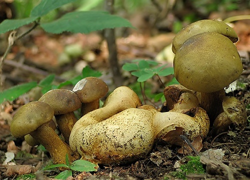 suchohríb cudzopasný / hřib příživný