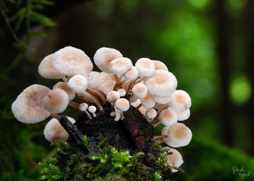 tancuľka konáriková / špička větevná