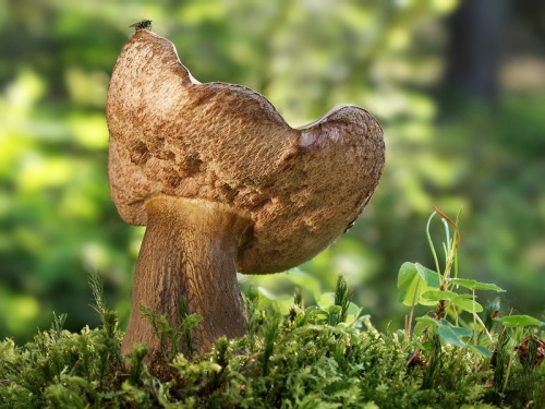 podhríb žlčový / hřib žlučník