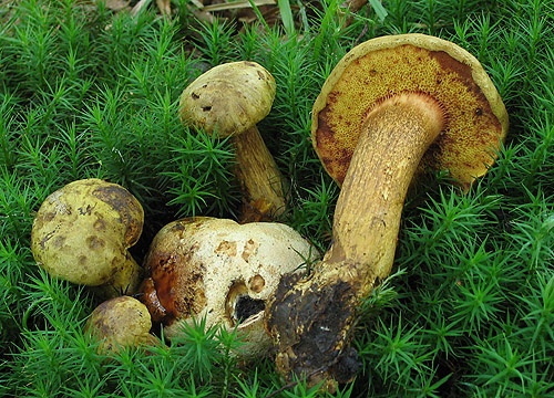 suchohríb cudzopasný / hřib příživný