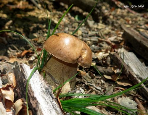 hríb dubový /hřib dubový