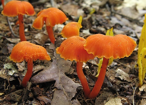 lúčnica (bližšie neurčená)