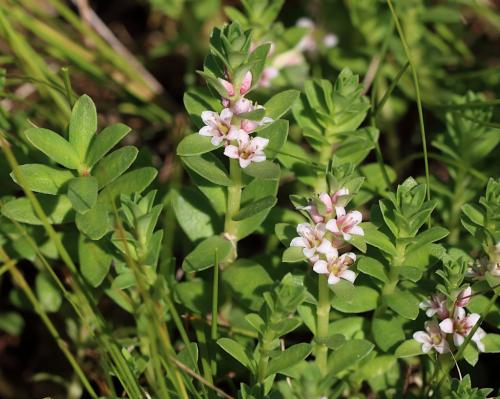 sivuľka prímorská