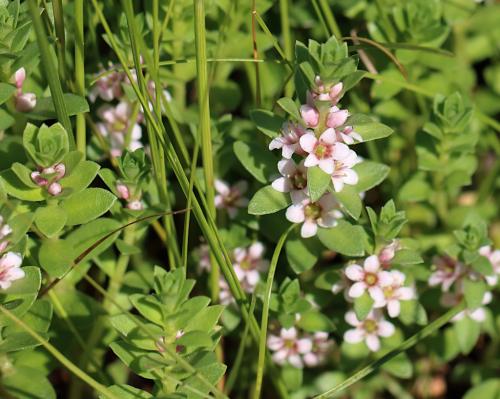 sivuľka prímorská