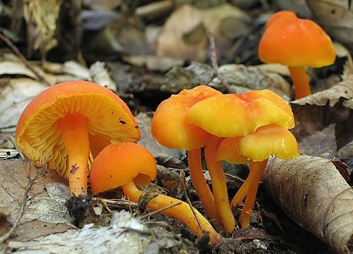 lúčnica (bližšie neurčená)