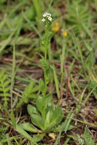 soľanka Valerandova