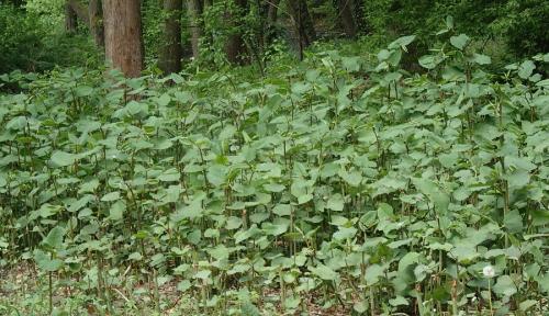 krídlatka japonská