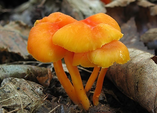 lúčnica (bližšie neurčená)