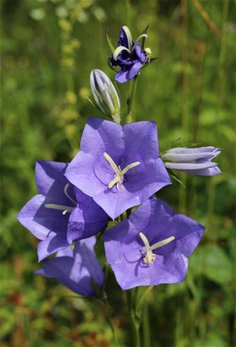 zvonček broskyňolistý