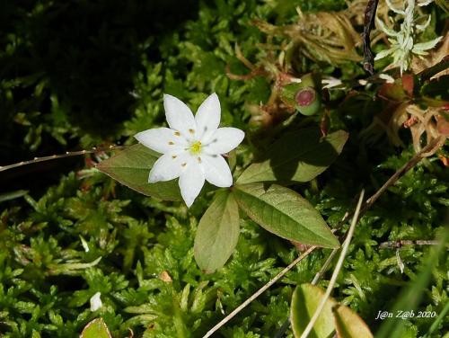 sedmokvietok európsky