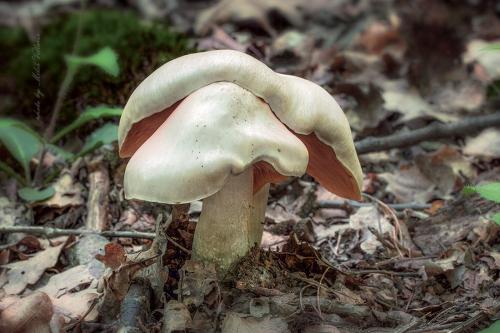 hodvábnica veľká / závojenka olovová