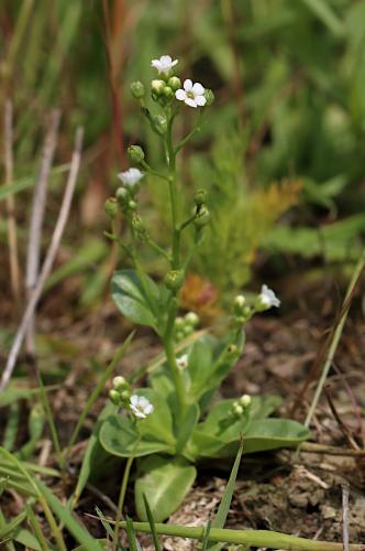 soľanka Valerandova
