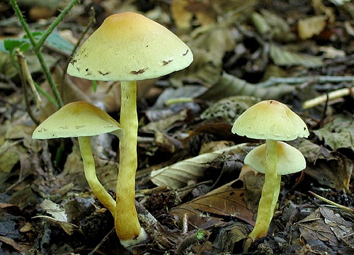 strapcovka zväzkovitá / třepenitka svazčitá