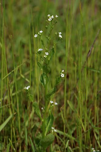 soľanka Valerandova
