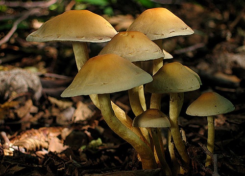 strapcovka zväzkovitá / třepenitka svazčitá