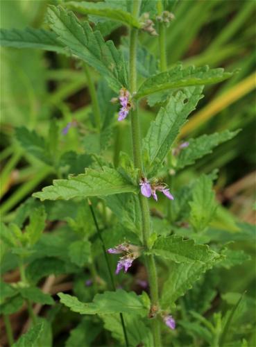 hrdobarka cesnaková