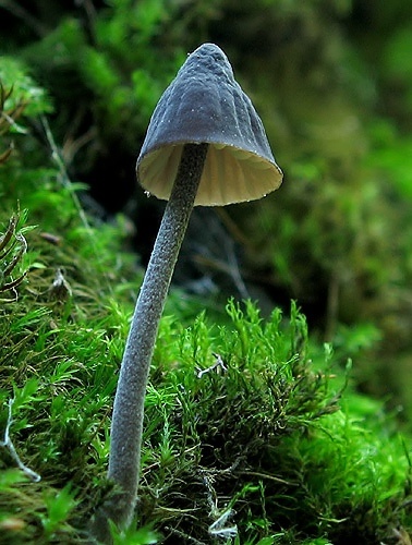 prilbička mliečna / helmovka mléčná černá