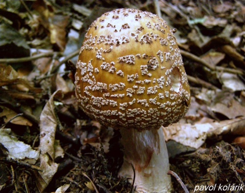 muchotrávka červenkastá / muchomůrka růžovka