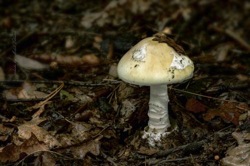 muchotrávka zelená / muchomůrka zelená