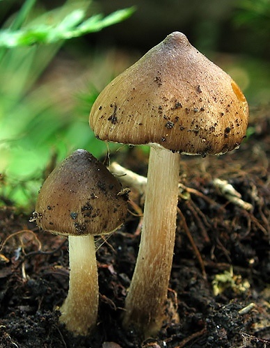 vláknica hviezdicovovýtrusná / vláknice hvězdovýtrusá