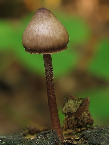 ?
