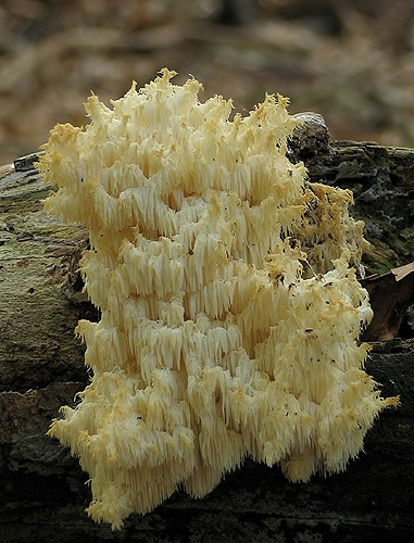 koralovec bukový / korálovec bukový