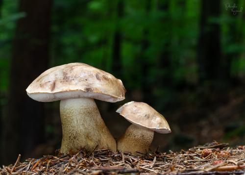 podhríb žlčový / hřib žlučník