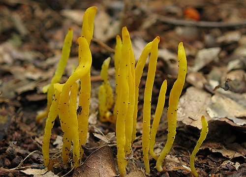 pakonárovka žltooranžová / kyjovečka hnědavá