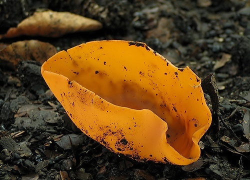 tanierovka oranžová / mísenka oranžová