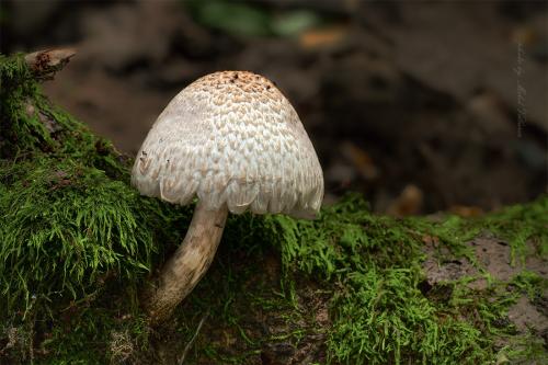 štítovka šupinatá / štítovka žíhaná